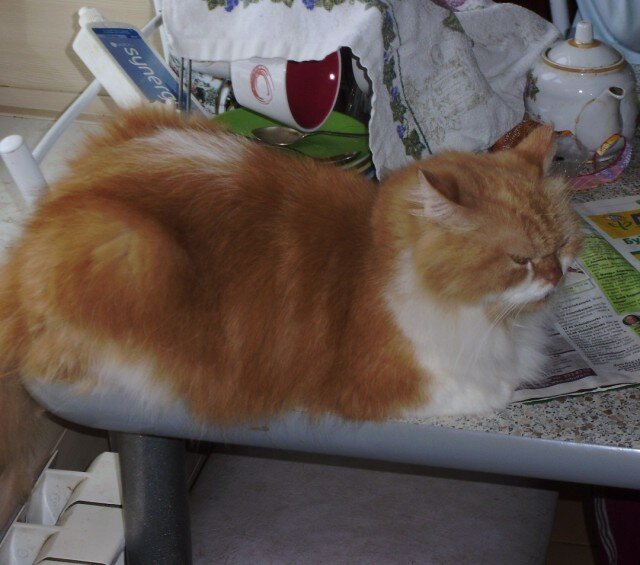 настольная кошка