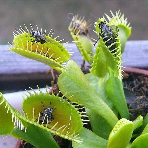 Венерина мухоловка