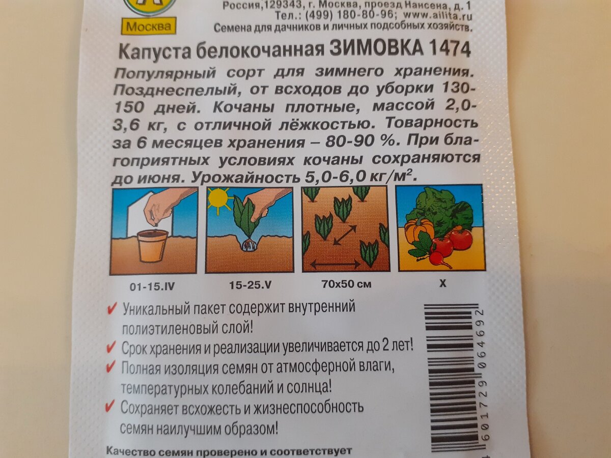 Описание капусты Зимовка 1474, фото автора