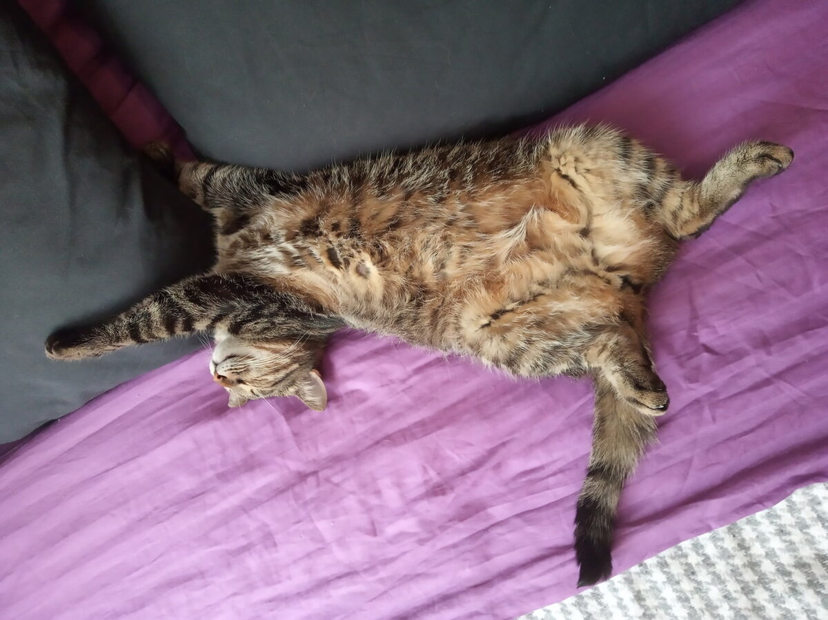 Наши коты всегда спят в кровати, даже, если нас там нет