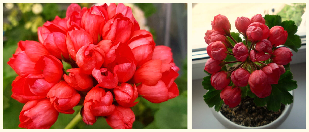 Пеларгония тюльпано-видная сорта Патриция