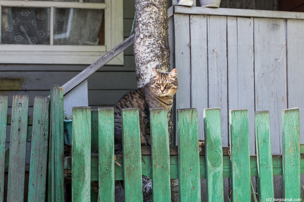 Котики Томска 