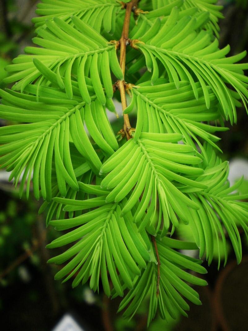 Метасеквойя глиптостробусовая Metasequoia glyptostroboides