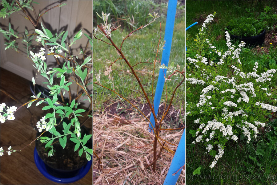 Моя спирея серая грефшейм посажена без подготовки ямы, но на место старого цветника. Слева фото - саженец находился дома 3 месяца и зацвел, цветы оборвала и после посадки спирея выглядела не лучшим образом (фото в центре); справа - она же на следующий год!