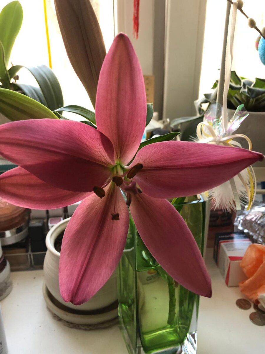 Эту лилию я случайно сломала и пришлось поставить ее в воду.