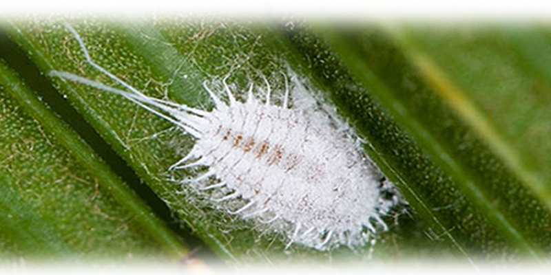 Почему орхидея не цветет?