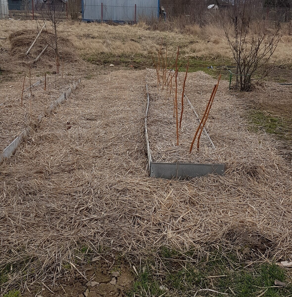 Грядки с малиной, сделанные осенью 2019г.