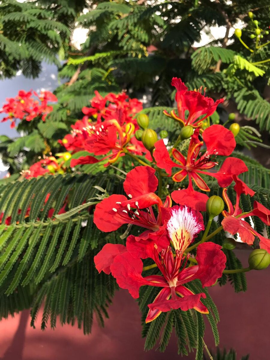 Потрясающая канарская флора