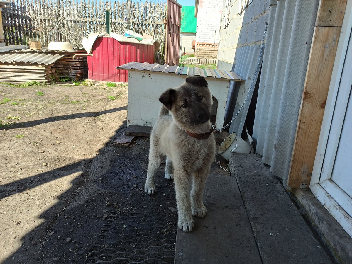 моя взрослеющая Альма