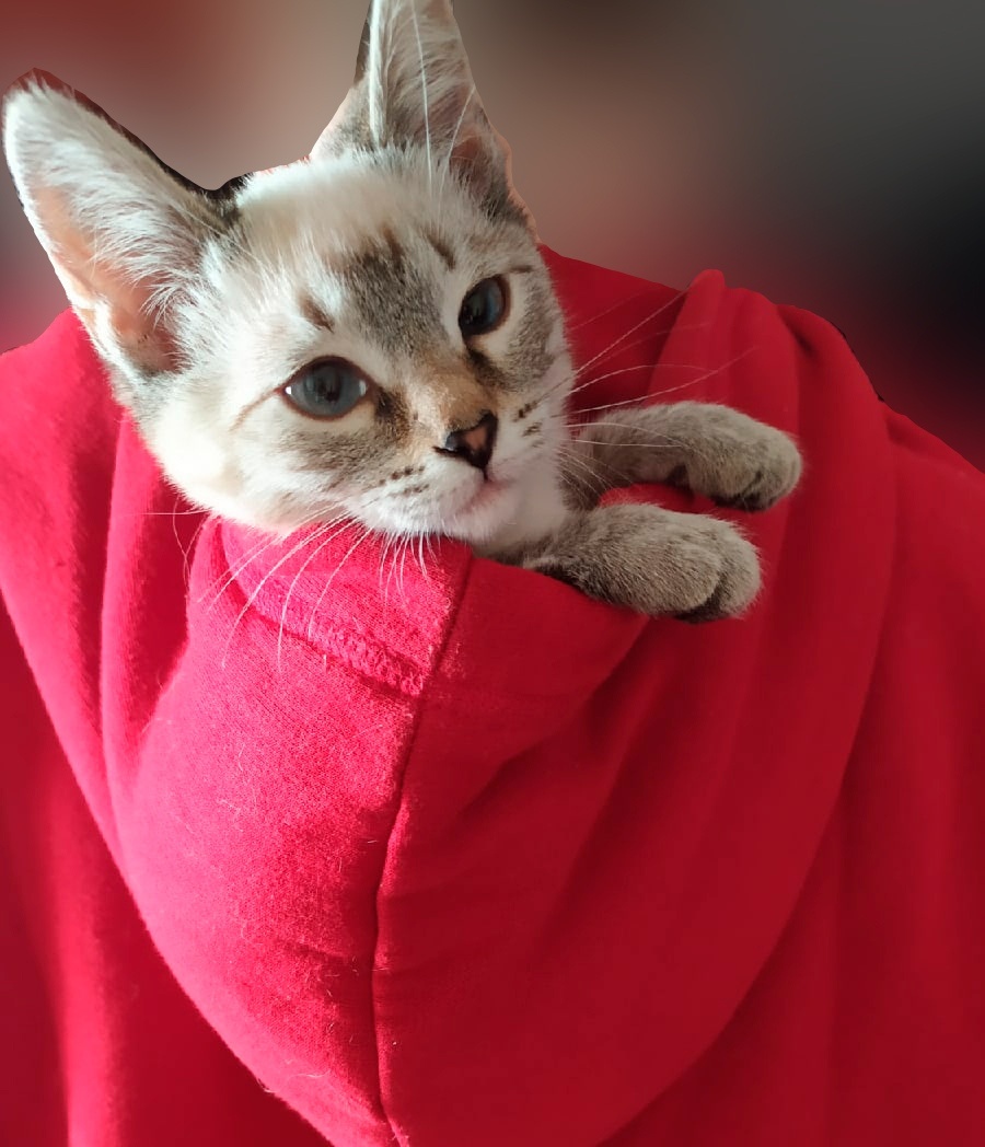 Как придушить хозяев. Все же помнят игру "Как достать соседа"?!