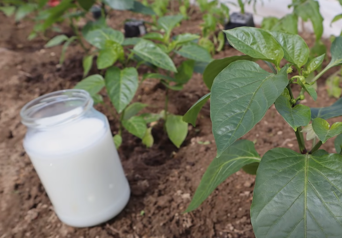 перец джемини рассада. высаживание рассады перца. удобрения для грунта для рассады. удобрение для перца болгарского. перец в теплице.