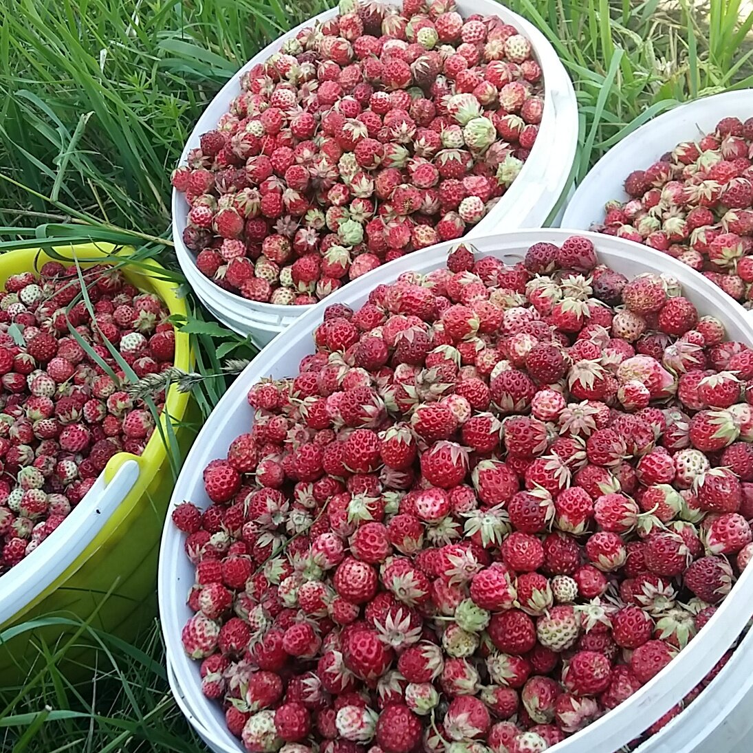 Земляника Полевая и Лесная земляника