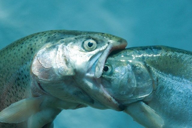 Источник фото: freeimages.com