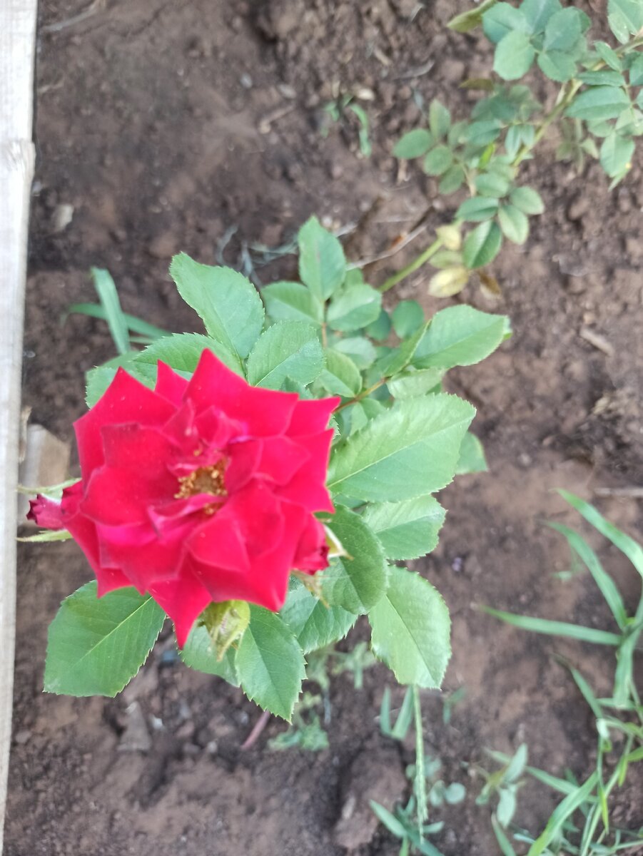 Скорее всего это Пинк Пис