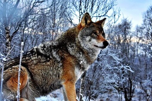 Представляете, а вдруг перед вами не волк, а сам Перун. Источник фото pixabay.com