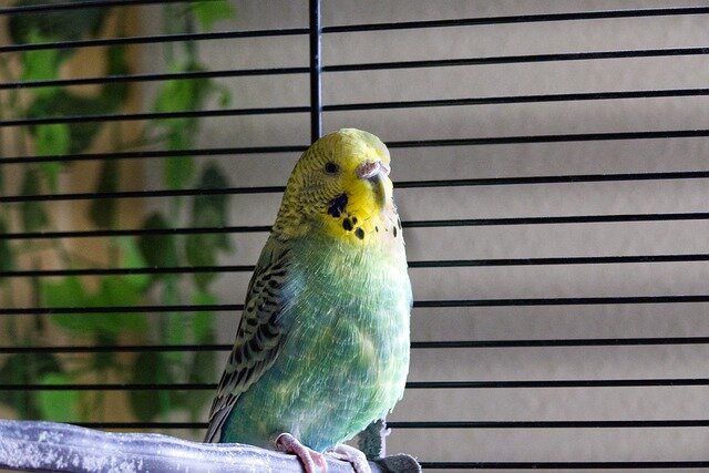 Фото Milan Retzlaff с сайта Pixabay 