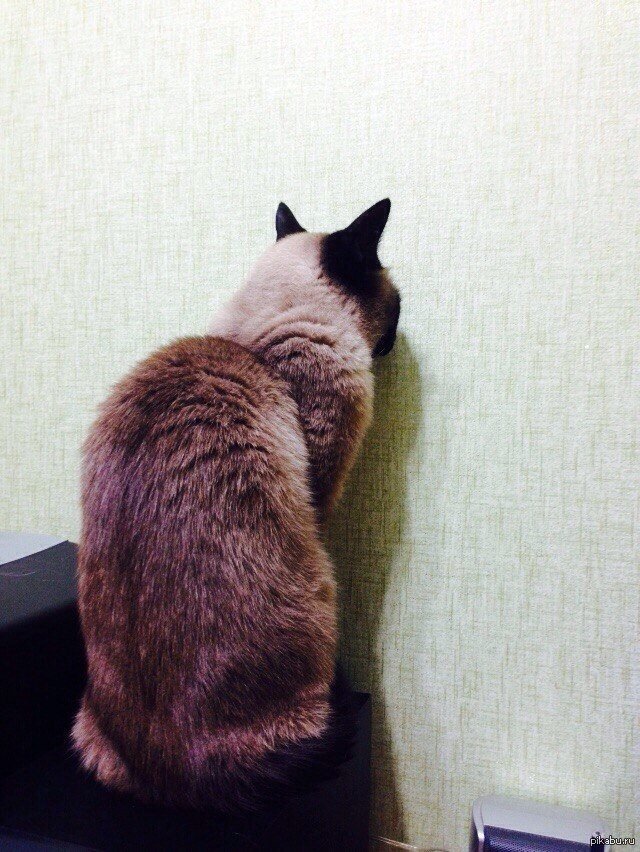 Фото заимствовано с Яндекс Картинок