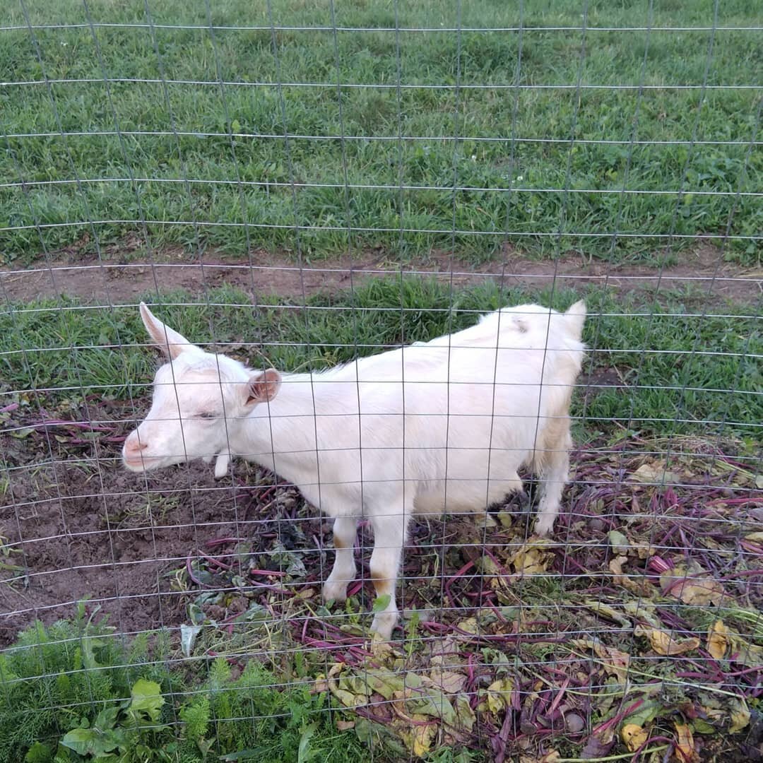 наш жених