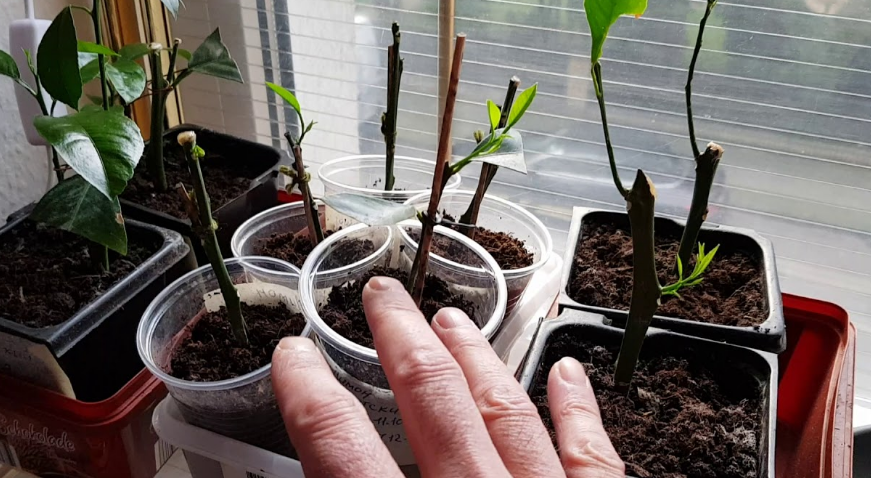 Фотография взята из источника yandex.ru