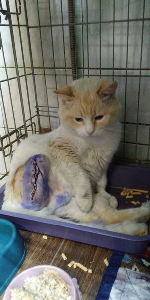 Фото из приюта после ампутации.