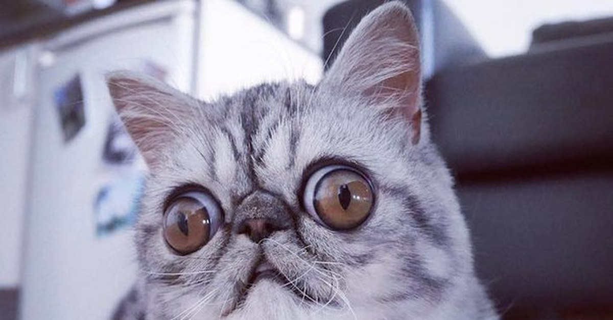 Пов кот. Кот вылупил глаза. кот с огромными глазами. кот с выпученными глазами. котик с большими глазами.
