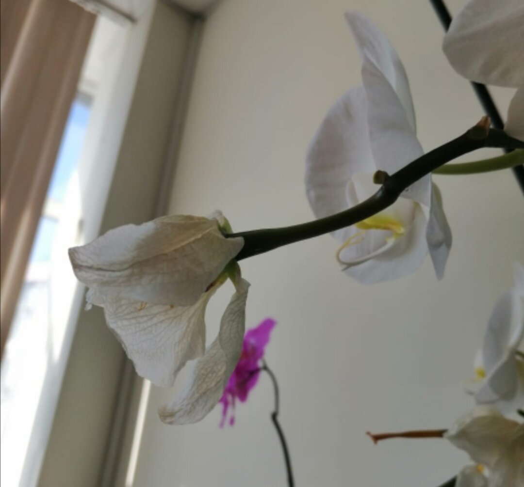 Самое начало, завязь после опыление, примерно середина марта