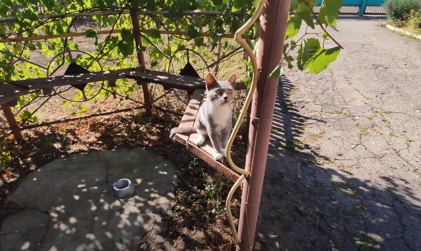 Мой кот Семен.