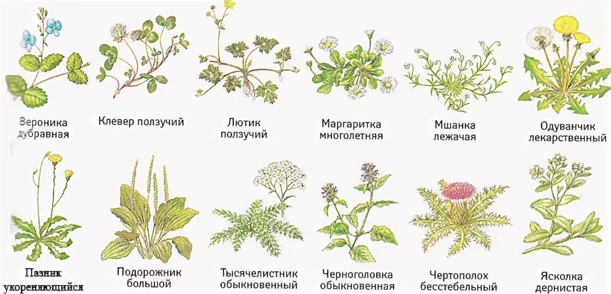 Классификация многолетних сорных растений. Название сорной травы. Травы сорняки двудольные. Многолетние сорные растения представители.