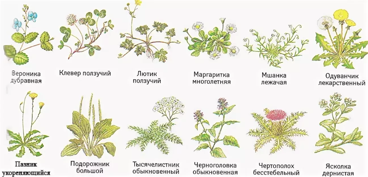 Какое растение на картинке. Сорные растения сада названия. Травы сорняки названия. Сорные травы список. Сорная трава названия.