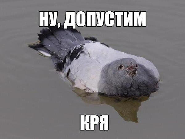 Как работает голубиная почта?