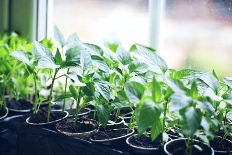 Рассада на подоконнике. 