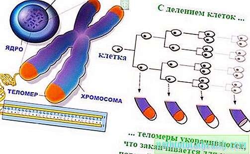 С каждым делением клетки теломеры укорачиваются, снижается способность клетки к делению, к обновлению. Источник изображения: Яндекс.Картинки