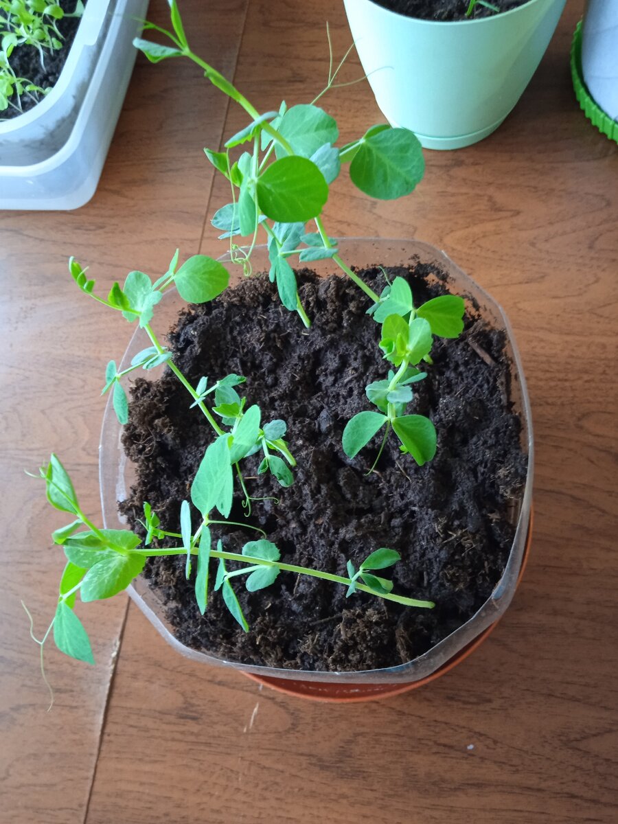 Зелёный горошек). 