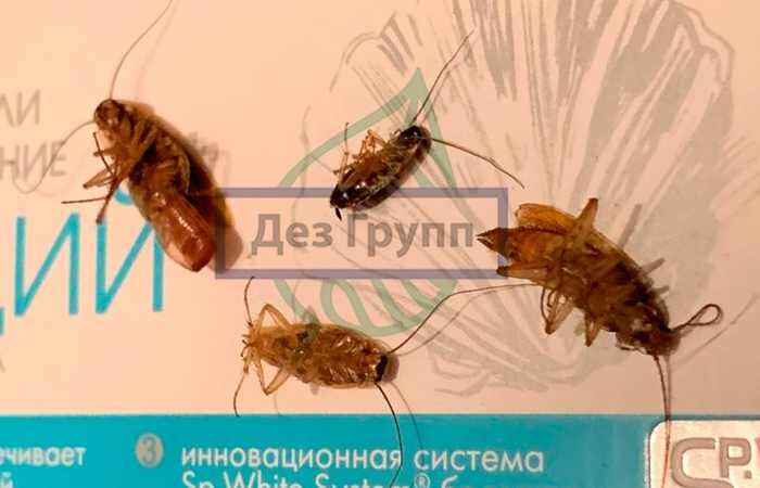 Как травить тараканов борной кислотой – 10 народных средств — Центр дезинфекции Герадез