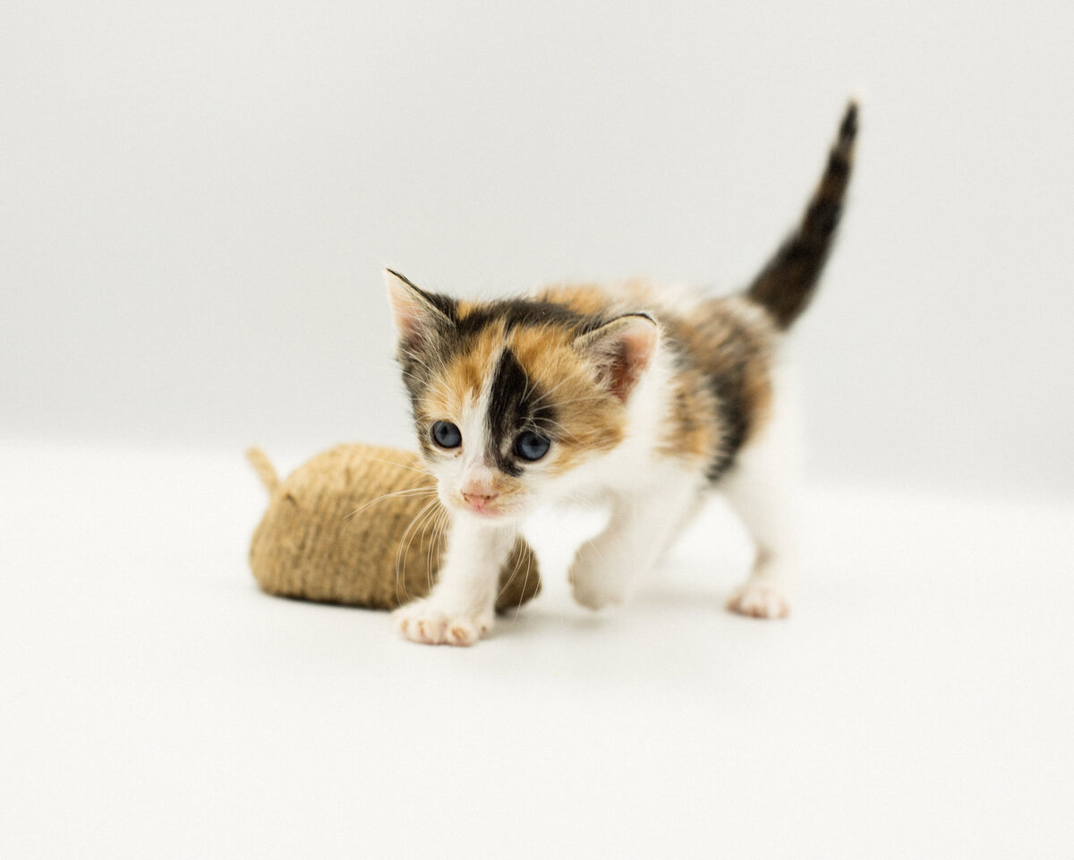 Такие кошечки обязательно принесут вам удачу!