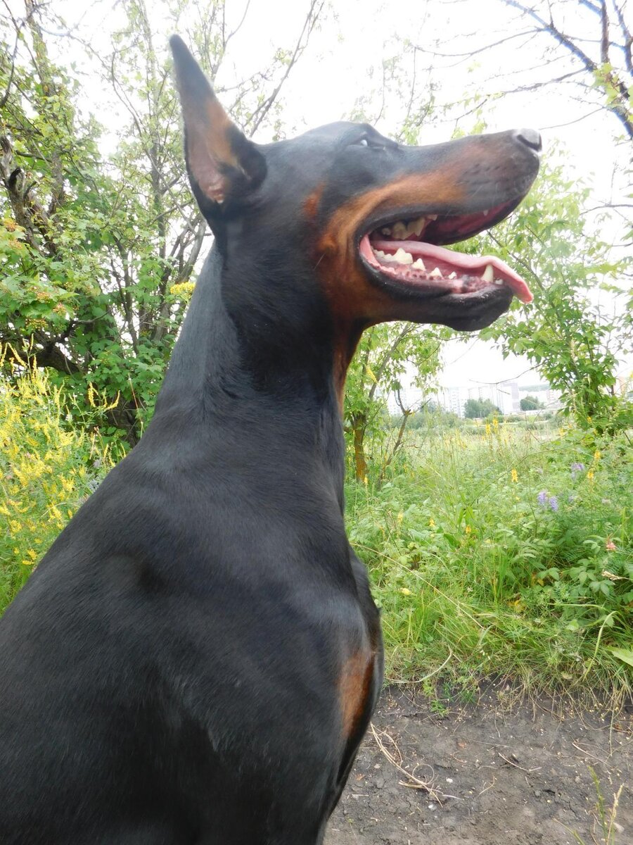 Мой красавец