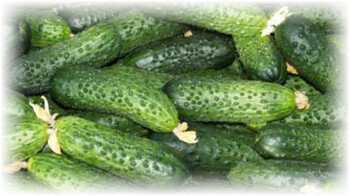 Устойчив к распространению мозаики, мучнистой росы и фузариозного увядания. Солидные кусты отлично вплетаются в шпалеру и поднимаются в высоту на 4-5 м, не сламываясь под весом огурчиков. На личном земельном участке при минимальных подкормках можно получать до 25 кг с квадратного метра. При организованном уходе доступно вырастить и до 35 кг. Отличный вариант для консервации и выращивания на коммерческой основе. Предпочтительные регионы возделывания огурца – юг России и вся умеренная климатическая зона. В более холодном климате «Герман» по-настоящему сможет «развернуться» только в теплице.