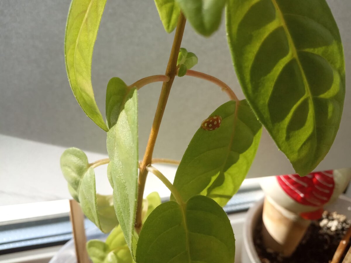 Божья коровка сидит на листе фуксии