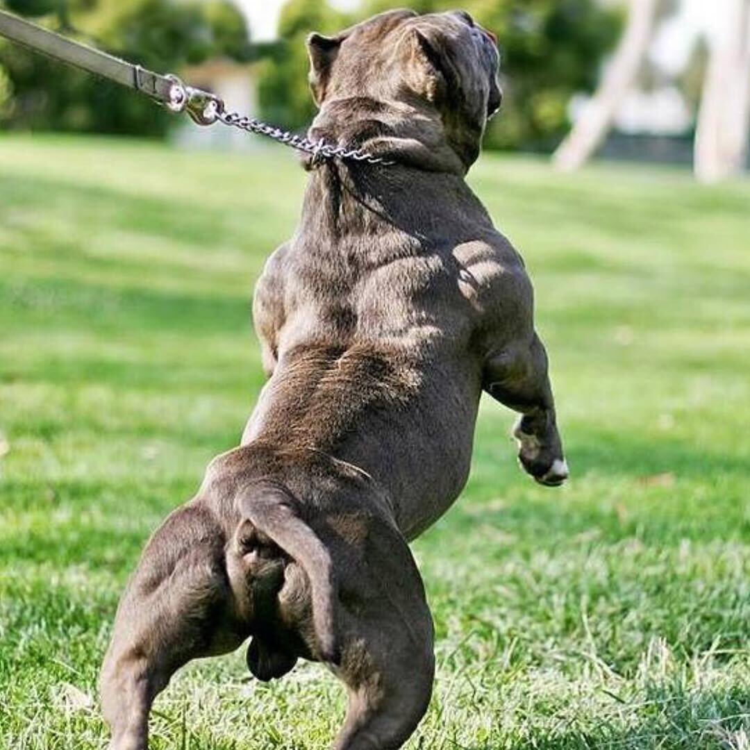 Самая мускулистая собака в Мире | Vместе | Дзен