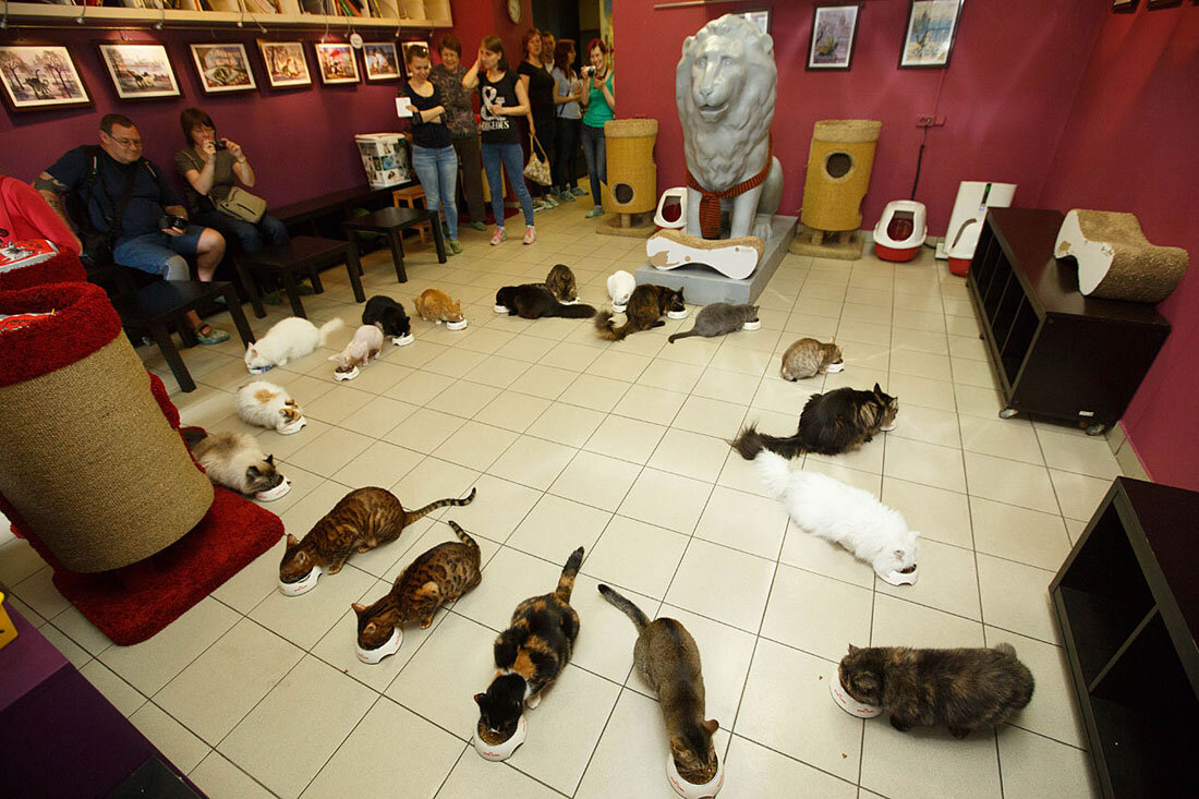 фото: https://yandex.ru/images/search?from=tabbar&text=%D0%BA%D0%BE%D1%88%D0%BA%D0%B8%20%D0%B2%20%D1%8D%D1%80%D0%BC%D0%B8%D1%82%D0%B0%D0%B6%D0%B5