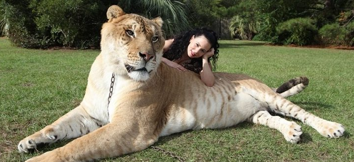 Знакомьтесь! Лигр Геркулес - самая большая кошка на планете