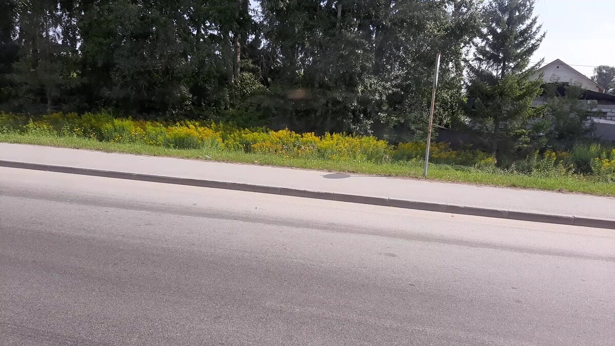 Золотарник на обочине (фото автора)