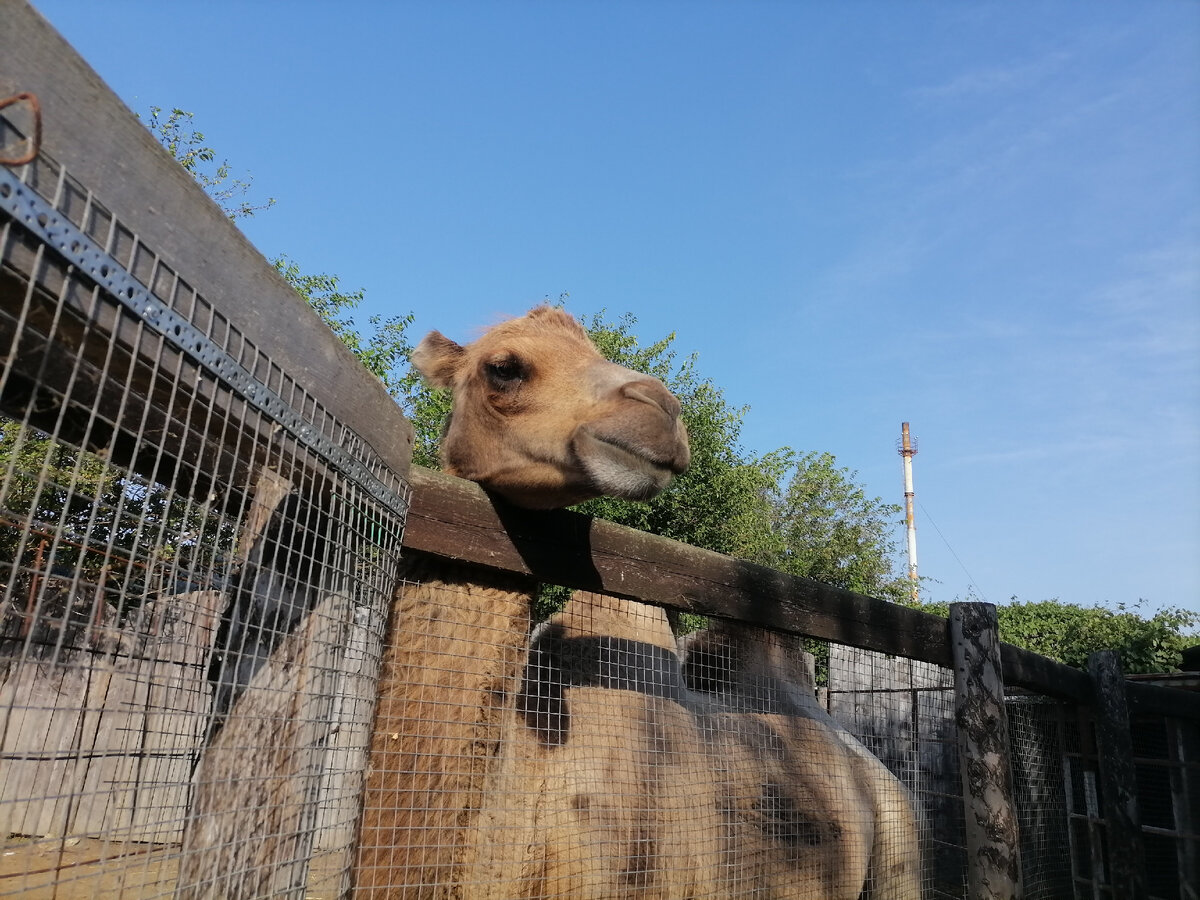 Зоопарк Лукоморье. Фото автора