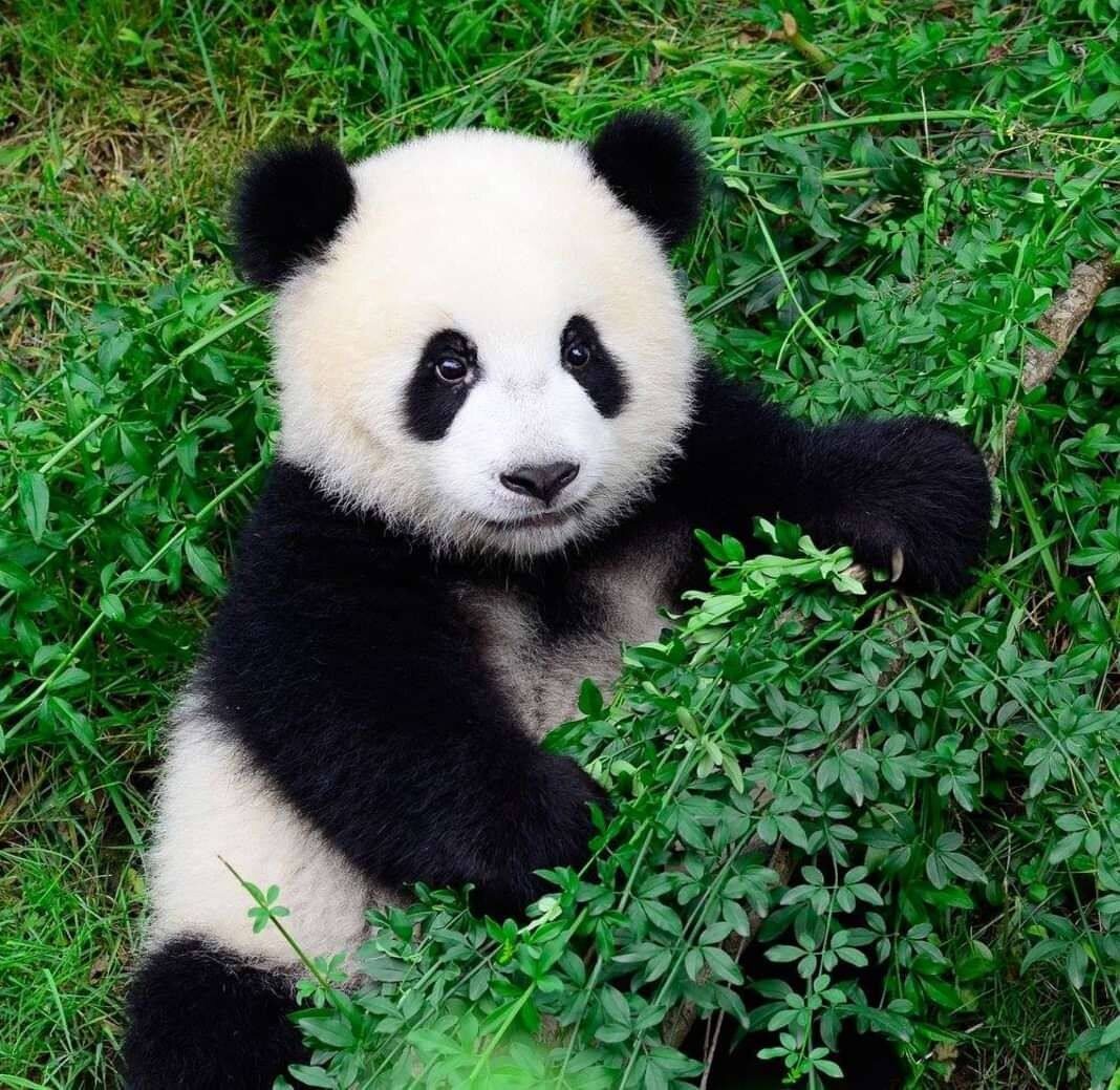 милые панды