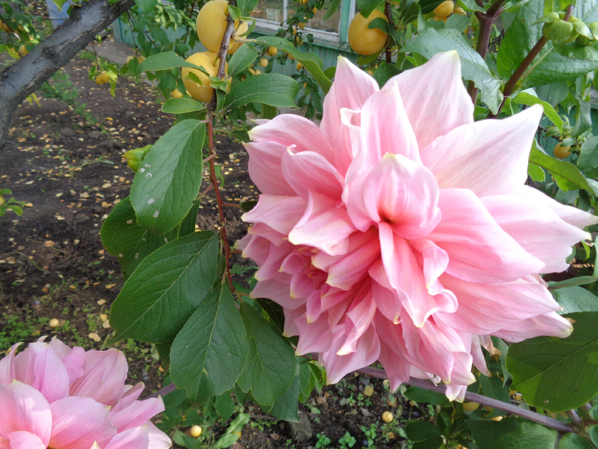 Старинный сорт "Триумф"