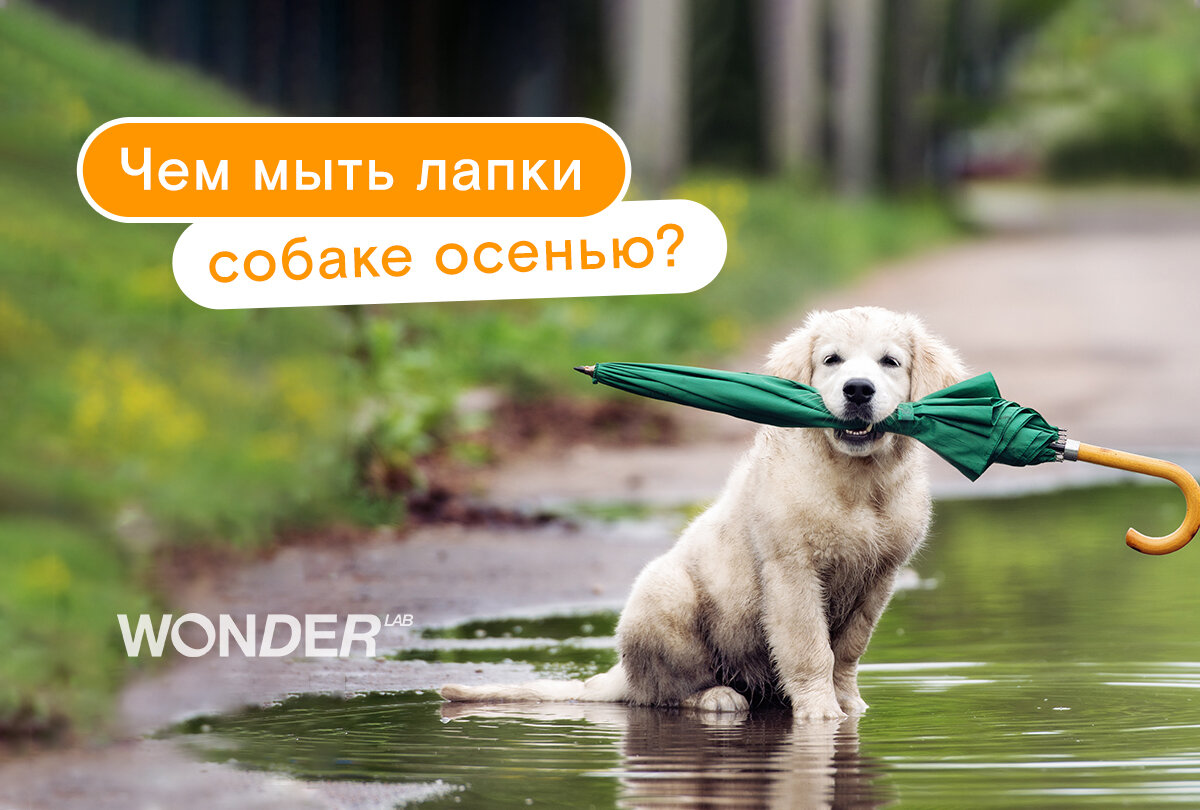 Воды уже недостаточно: чем мыть лапы собаке осенью? | Клуб любителей  чистоты | Дзен