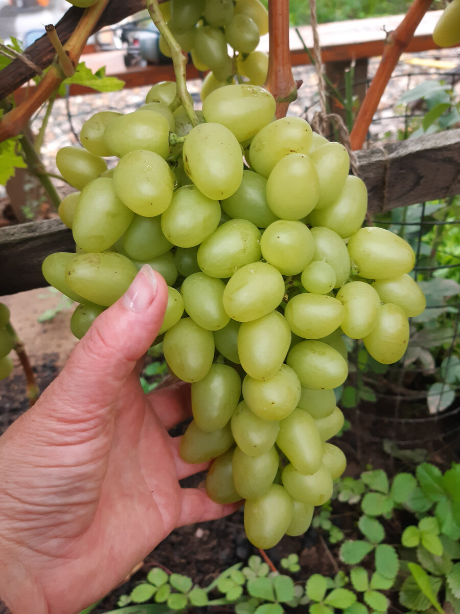 Сорт винограда Аркадия...