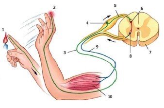 Не только на реальные, но и на воображаемые события в теле может запускаться ответ. Посмотрите на палец, поднесённый к огню, наверняка возникли и воспоминания и ощущения.