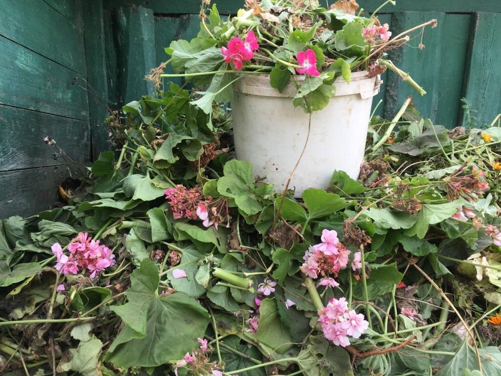 Стандартная привычная осенью картина — герань на компосте.