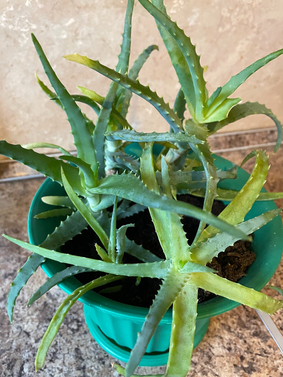 Алоэ древовидный или столетник